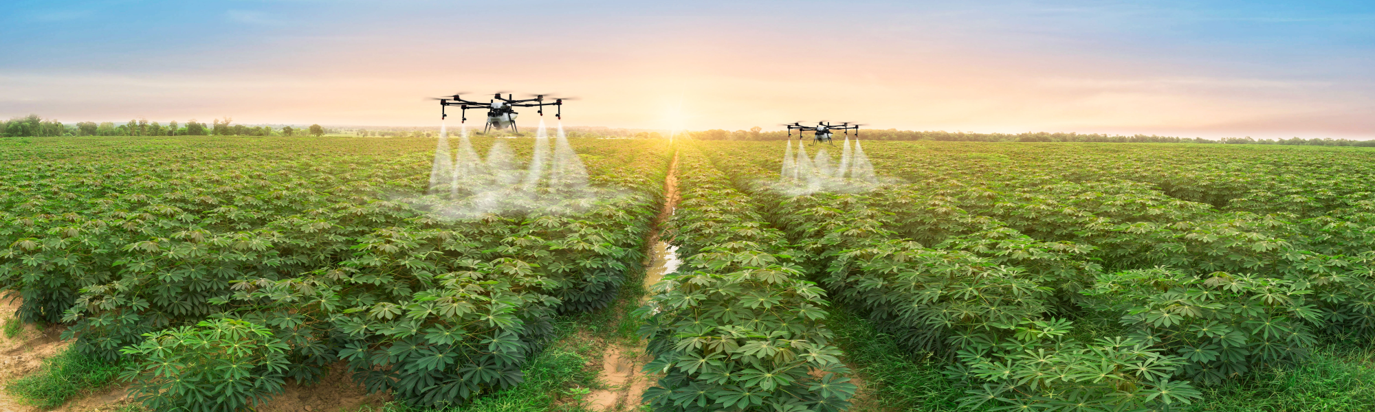 Picture of two drones spaying crops